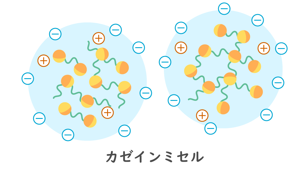 カゼインミセルの模式図