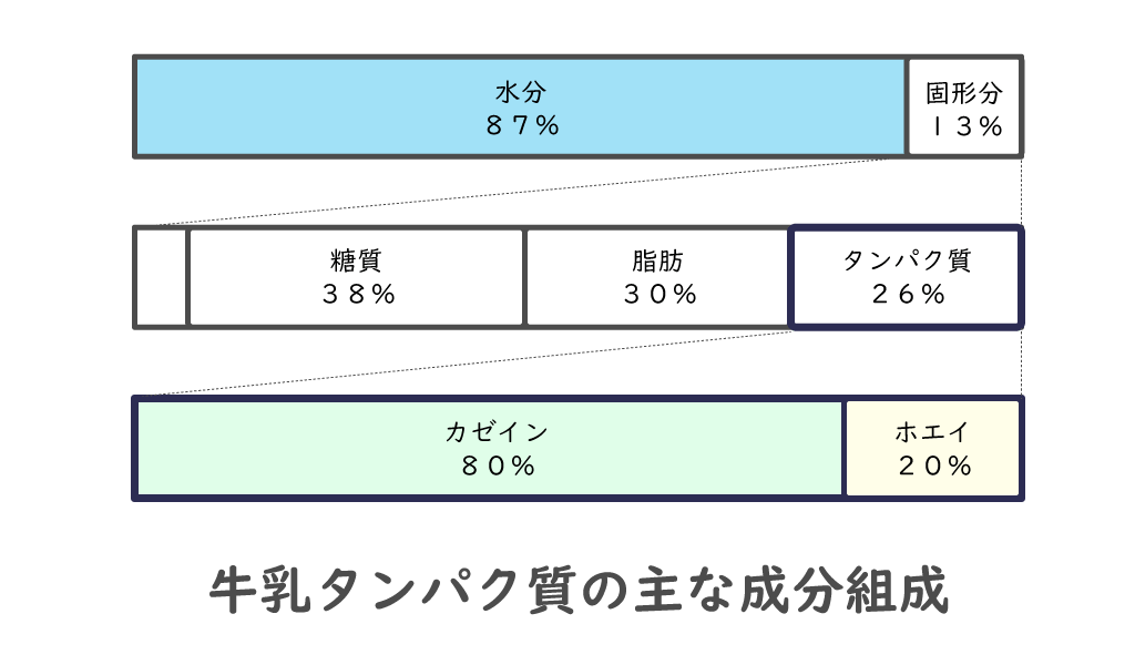 牛乳タンパク質の主な成分組成、タンパク質はカゼイン8割とホエイ2割