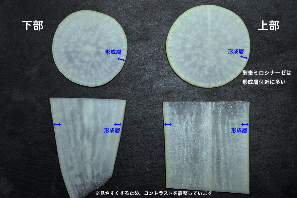 大根を輪切り、縦切りにしたもの。辛味成分をつくる片割れであるミロシナーゼが多く含まれる形成層は皮付近（外側）