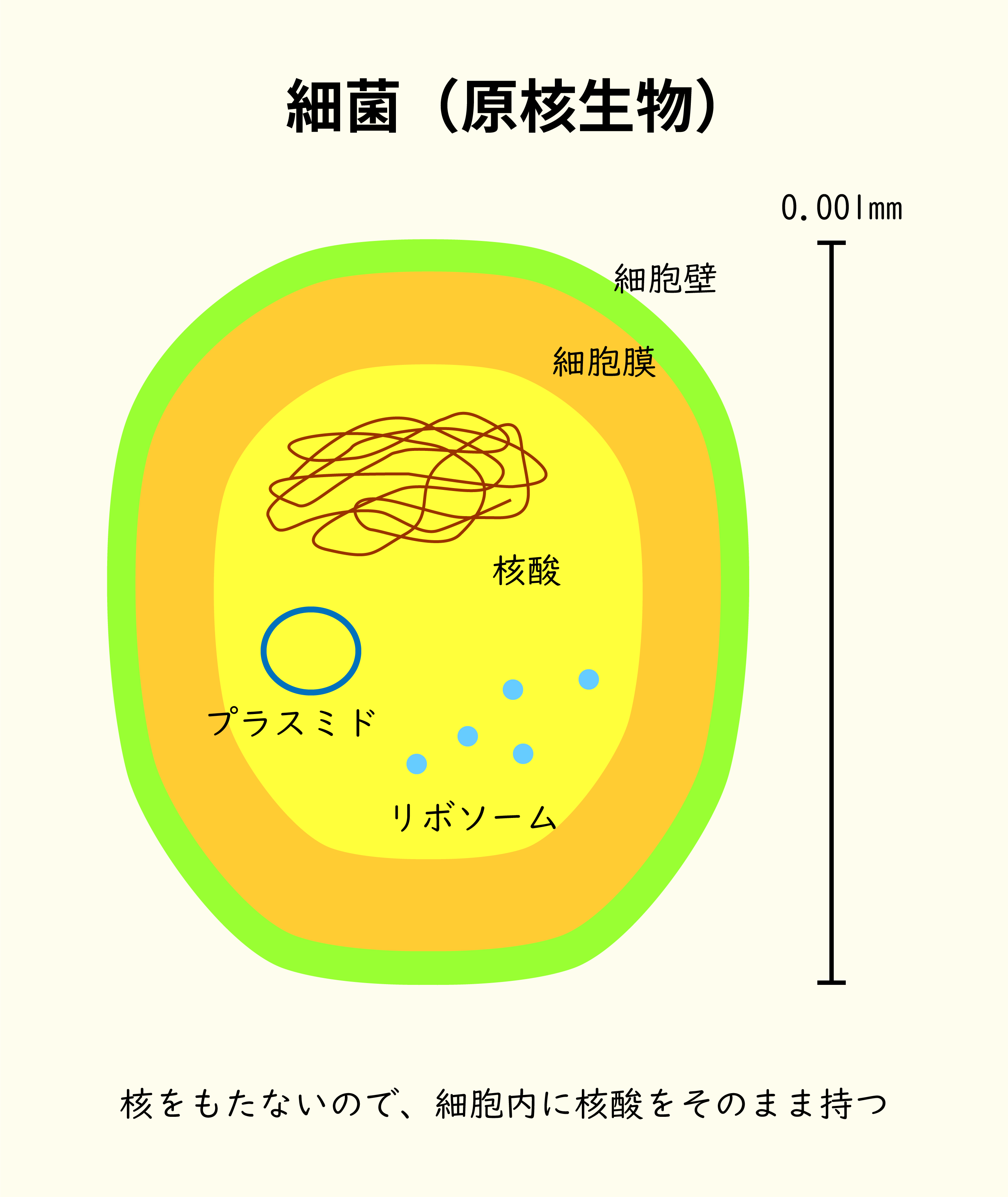 トル様受容体（TLR）センサーとその認識成分例の図