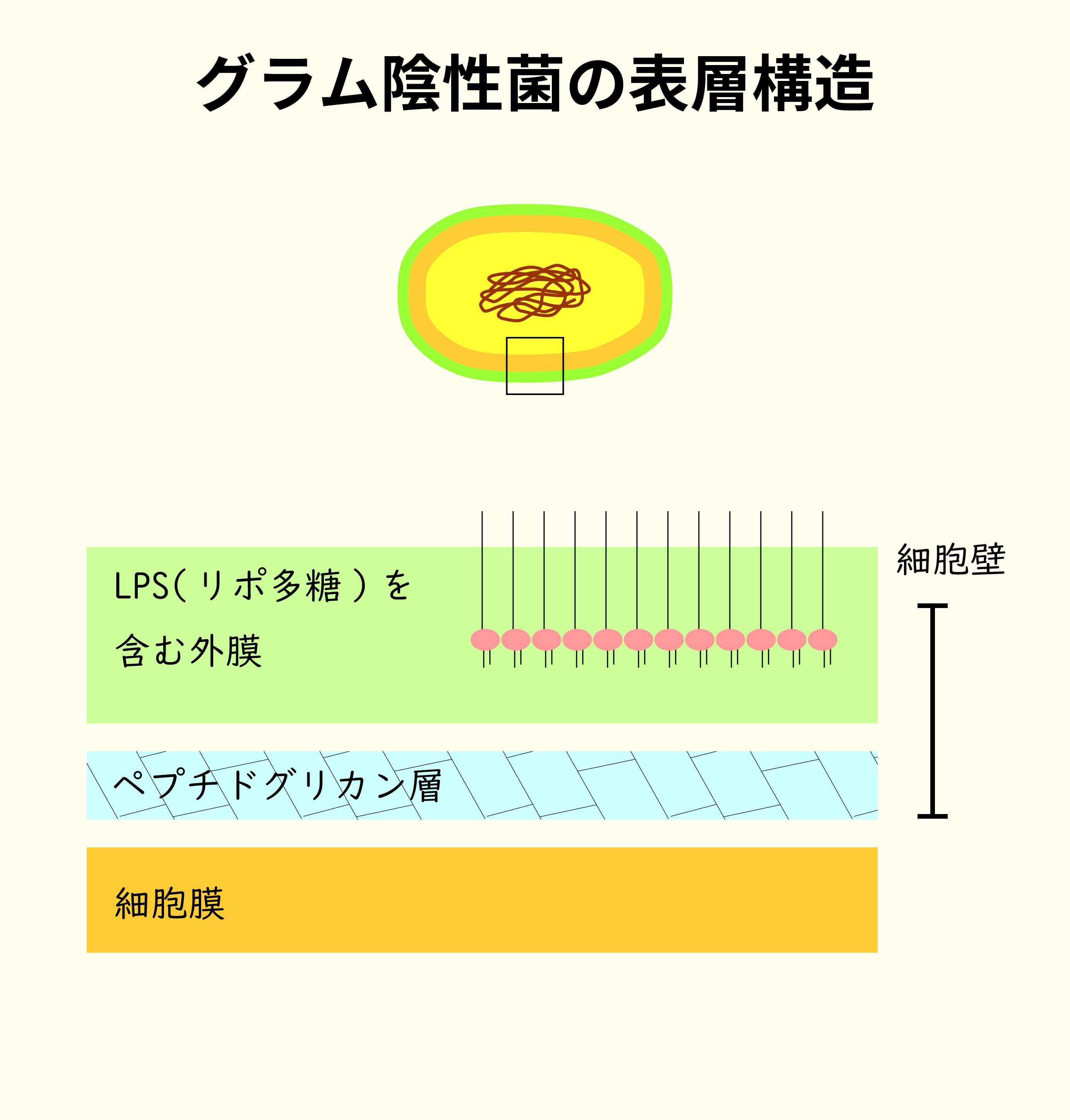 グラム陰性菌の表層構造。外側が、LPS（リポ多糖）を含んだ薄い2重の膜で覆われている