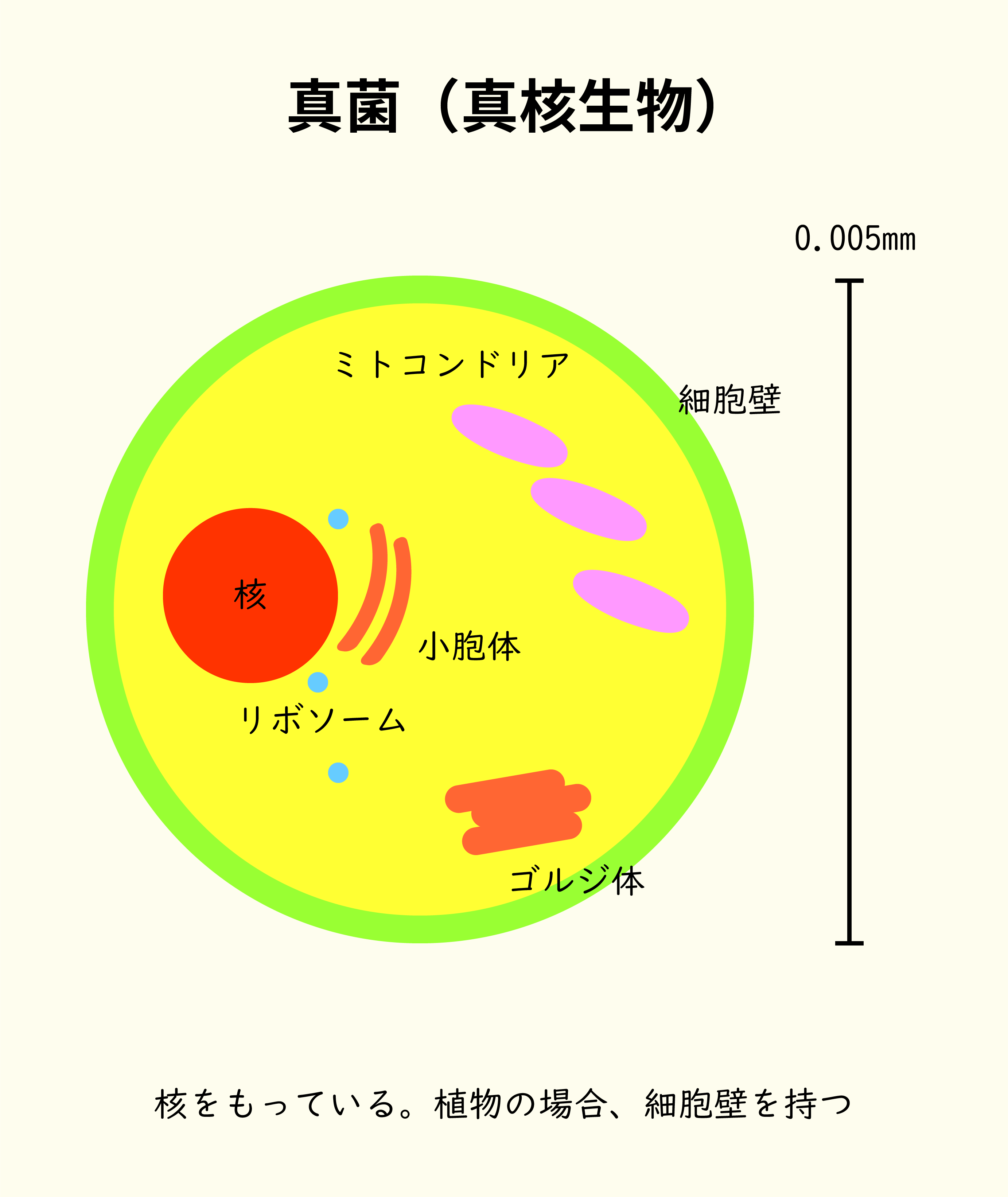 真菌（真核生物）の身体の構造。核をもっている。植物の場合、細胞壁をもつ。