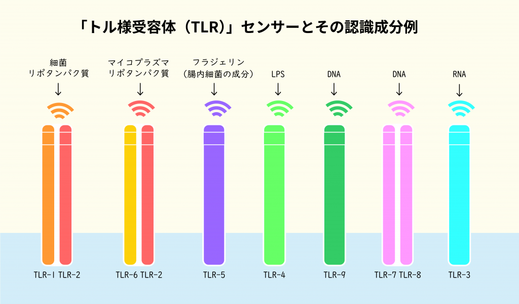 トル様受容体（TLR）センサーとその認識成分例の図