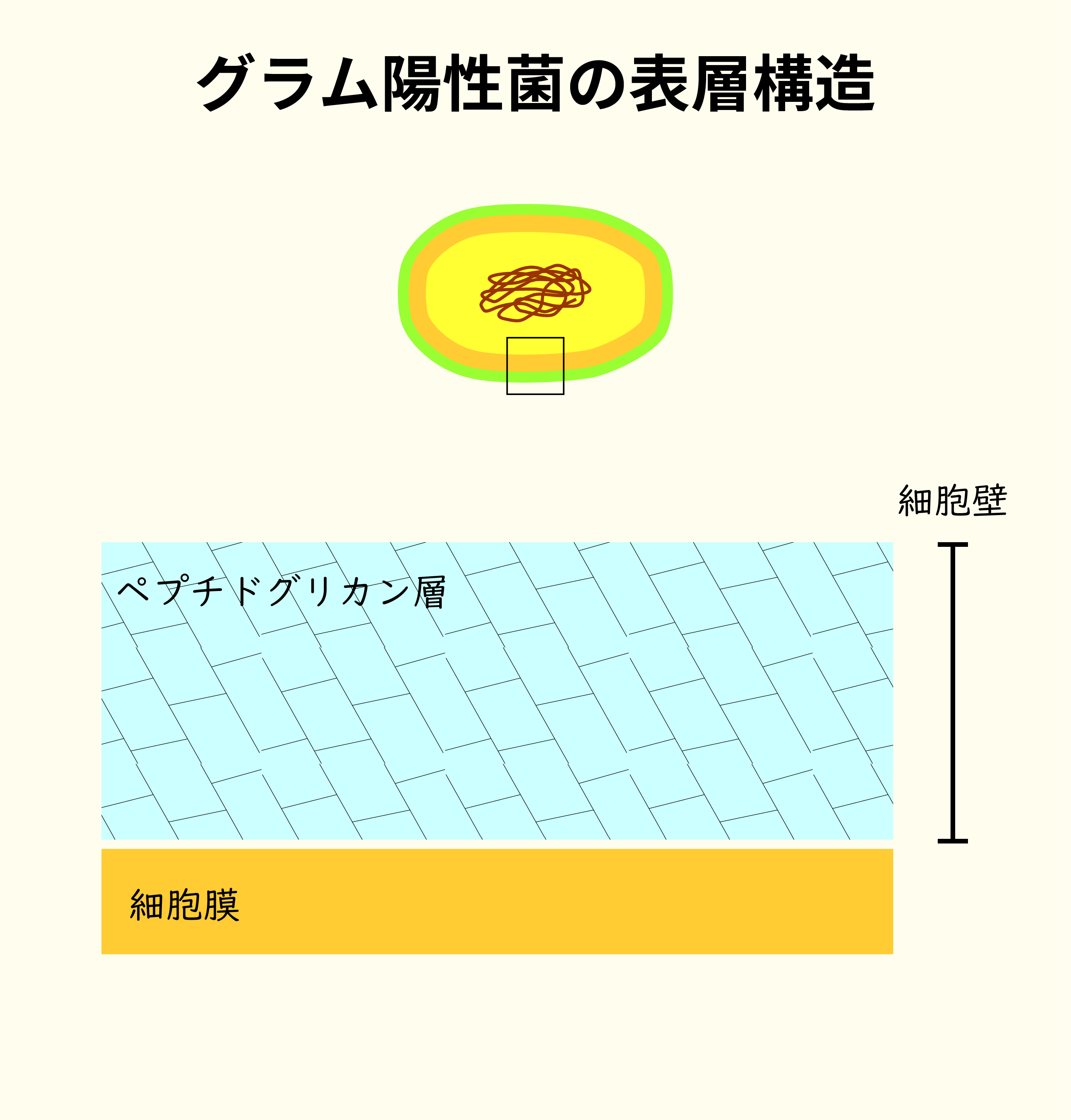 グラム陽性菌の表層構造。外側が、強固で分厚いペプチドグリカン層で覆われている